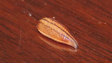 野外で忍び寄る「ヤマビル」に注意！人の気配を察知してこっそり吸血…気づいたら“血だらけ”を防ぐ対策と処置方法