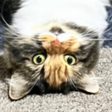 飼い主『２度見しちゃったよｗｗ』→ハンモックにいる猫を見てみたら…まさかの姿が88万表示「体操のつり輪してるみたい」「見せつけてる」