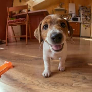 子犬を迎えたら『室内の探索』をさせたほうがいい？安全を約束して安心できる空間にしよう