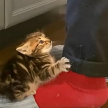 『ミルクが待ちきれない』と台所にやってきた赤ちゃん猫→飼い主さんに見せた『可愛すぎる姿』が269万再生「言葉にならない」「反則だ」