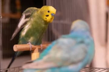 自宅のカーペットから植物が生えてきた……。犯人は飼っているインコ？ 衝撃の映像が話題
