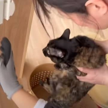 『17匹の猫たちが新居へと大移動』→引っ越し当日の様子がすごすぎると22万再生の反響「素晴らしい団結」「感動で涙がでてきた」