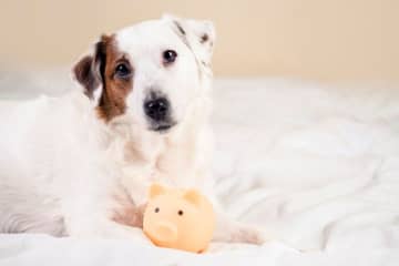 犬と暮らすのに生涯で必要になるお金はいくら？ファイナンシャルプランナーに聞きました！