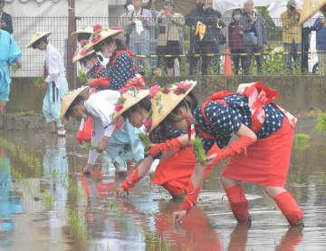 豊穣祈り早乙女ら田植え　笠間稲荷神社で御田植祭　茨城