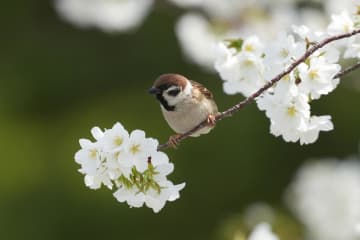 楠山正雄の『舌切りすずめ』あらすじ紹介。際立つ人間の欲深さと動物とのふれあいの対照
