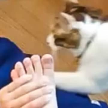 お姉ちゃんがストレッチをしていたら、猫が…思わず笑みがこぼれる『微笑ましい瞬間』が191万表示「完璧な乗っかり方」「信頼感の深さが尊い」