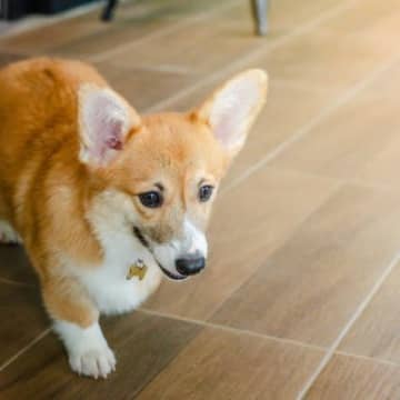 犬が家の中を徘徊しているときの理由5つ　愛犬が歩き回る心理から落ち着かせる方法まで