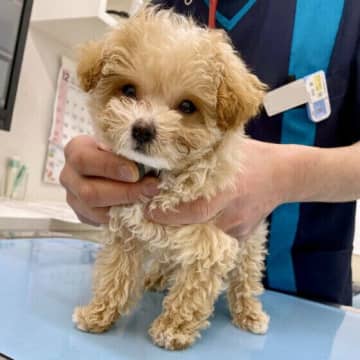 犬の感染症予防とは『春の予防シーズン』について獣医師に聞いてみた