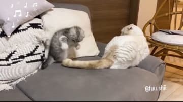 かわいいと話題！ 先住猫のしっぽで遊ぶ子猫の気持ちを獣医師が解説