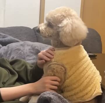 帰省したお姉ちゃんを迎えるトイ・プードル　お留守番させられてちょっと怒ってたけど、甘えたくてべったりに！