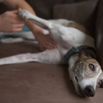 犬の『元気がない』ときに考えられる理由7選　体調不良かどうかを判断する方法まで