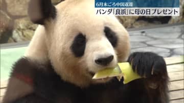 パンダ「良浜」に母の日プレゼント　和歌山・白浜町のアドベンチャーワールド