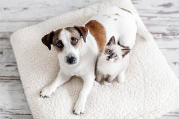 犬と猫、留守番上手なのはどっち？ 猫は人間を“大きな猫”と思っている！？
