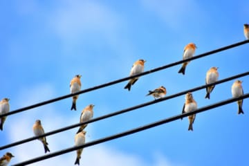 なぜ鳥は『電線に触れても感電しないの』？人間が触ってしまったときに起こることまで