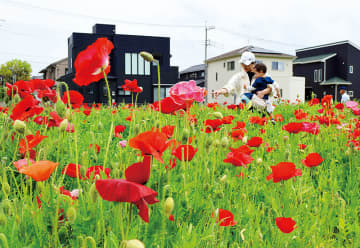 きれいで驚いた！　赤やピンク、オレンジの花、色鮮やかに　埼玉・久喜、花の名所でポピーが見頃　どこでもドア？…のような修景用ドア設置　スマホを手に散策や記念撮影