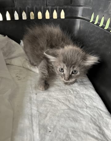 保護されたどうぶつたちのビフォーアフター写真。道路下に隠れていた子猫は……