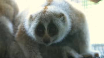 人工繁殖した絶滅危惧動種のスローロリスが満1カ月　中国雲南省