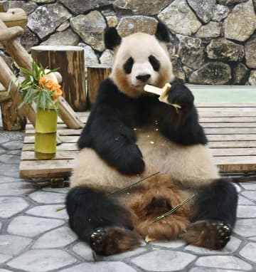 パンダ良浜、返還前最後の母の日　白浜、6月中国へ「ありがとう」