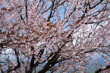 【首都圏でもまだ桜って咲いてるの？】山の上なら「5月でもお花見ができる」説を検証＜西丹沢・檜洞丸＞