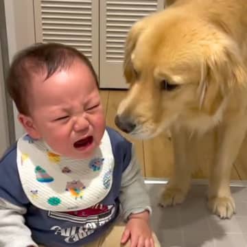 空腹で泣く赤ちゃん→大型犬が一生懸命に慰めようと…とんでもなく尊い光景が泣けると152万再生「なんて愛情深い子」「優しいお兄さん」と絶賛