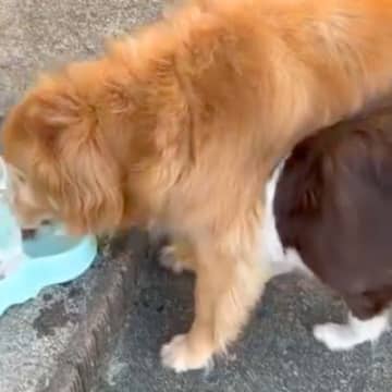 大型犬が水を飲んでいたら『一緒に飲みたい』とやってきた他のワンコ→大迷惑すぎる『大胆な行動』が108万再生「怒らないの優しいｗ」と反響