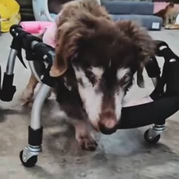 目が見えない車椅子のおばあちゃん犬→ぶつかってしまうかと思いきや…予想外の光景が3万再生「感覚が研ぎ澄まされてる」「凄すぎ」と称賛