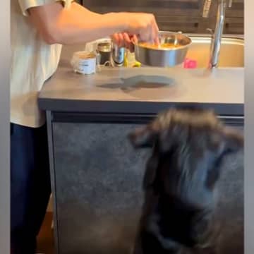 食事に興味がない大型犬→家族が試行錯誤をした結果…辿り着いた『まさかの作戦』が128万再生「凄い技ｗ」「愛情に溢れてて素敵」と称賛の声
