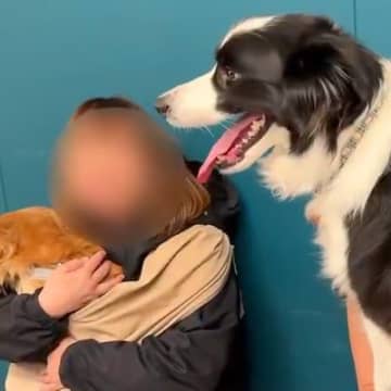 体重20キロの犬→小型犬が抱っこされているのを見た結果…自分の大きさを全く理解していない光景に3万いいね「幸せそうでニヤけた」「可愛い」