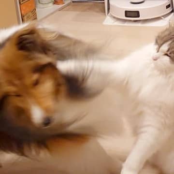 同居猫のことが大好きな犬→なぜか逆鱗に触れてしまい…衝撃的な『マンガのような光景』に1万いいね「世界を狙える右で草」「強いｗｗ」と爆笑