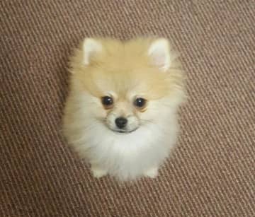 ちんまりしていて「小さい毛玉」のようだったポメラニアンの子犬→9年後の「大きい毛玉」に成長した姿が愛おしい！