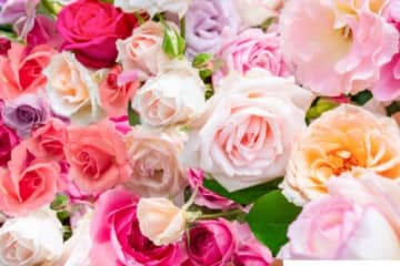 300種3000株のバラが咲き誇る!イベントもいっぱい★【5/10~6/8】春のローズフェスタ 2025【びわ湖大津館】