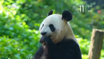 パンダのシンシン、元気にもぐもぐ　中国四川省