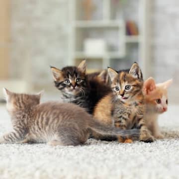 猫という生き物を知るための『5つの豆知識』猫の学術名、知っていますか？