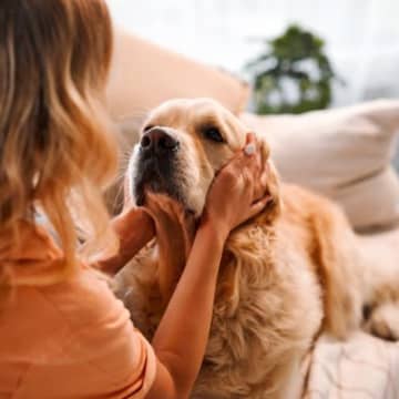 犬が人間のことを『心配』しているサイン5選　飼い主の感情の変化をどうやって感じ取っているの？