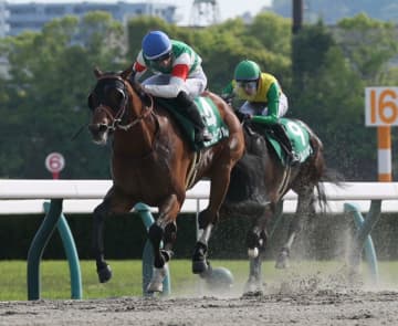 【ユニコーンS】吉村誠之助騎乗 カナルビーグルが圧勝で重賞初制覇