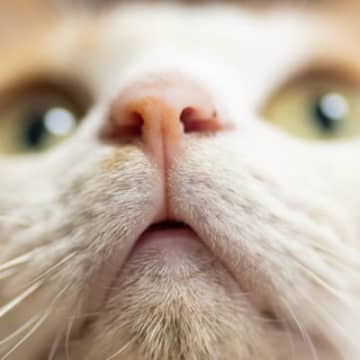 オス猫・メス猫は『顔』で見分けられる！性別を見た目で判別する4つのポイント