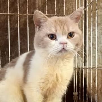 廃業した繁殖場から保護された猫…『埃と油まみれだった２匹の現在』に涙する人続出「言葉が出ない」「救って下さり本当にありがとう」