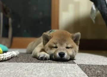 遊び疲れて寝落ちしていた生後2カ月の柴の子犬→約4年後も同じようなポーズで眠る姿が可愛い！