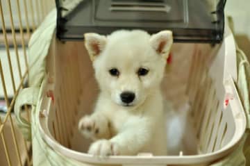 「一生懸命ゴハンを食べていた」白柴の子犬→8年が経った現在は「長生きしてほしい」と想いが溢れる！