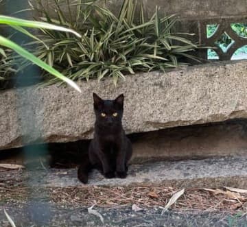 突然庭に現れるようになった野良の子猫を保護→1年後、先住猫と飼い主の温かさに触れ「穏やかで優しいコ」に成長中！