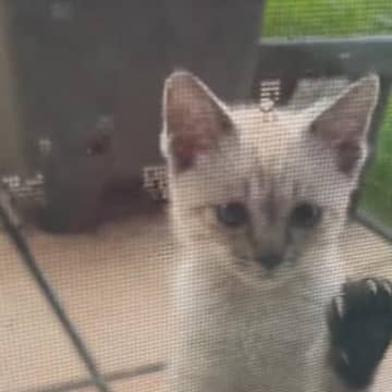 突然『家のなかを覗き込んできた子猫』→ドアを開けて外に出てみたら…思わず泣ける展開が150万再生「涙がでた」「胸が温かくなった」の声