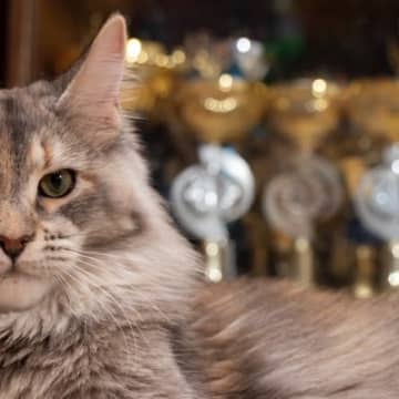 キャットショーで賞を総なめにするメインクーン　一方で「不公平」との不満の声も　アイルランド