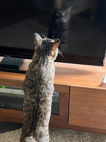 映っているのは自分だよ！ テレビの黒い画面をのぞきこむ猫の心理とは？｜獣医師解説