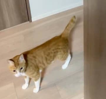 隠れんぼ中に飼い主を見つけてびっくり!?　猫がしっぽを「ボワァ！」と膨らませる瞬間をおさめた動画が話題に