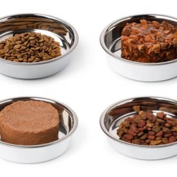 猫が『ご飯にすぐ飽きてしまう』のはなぜ？考えられる5つの理由と対処法