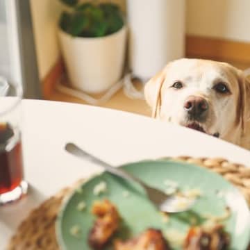 犬を不幸にしてしまう『甘やかし』5つ　手に負えなくなってしまうかも？正しい接し方まで解説