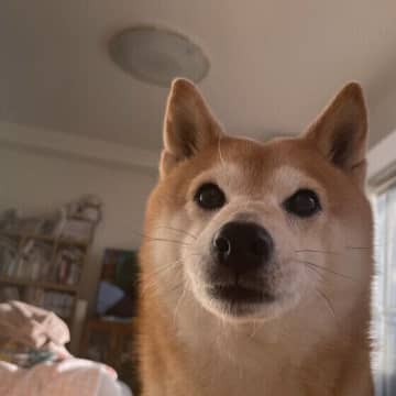 犬が見えているは世界は何色？ 犬の生態の疑問にお答え！