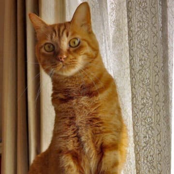 寒暖差や湿気が原因に　注意したい猫の「梅雨バテ」について