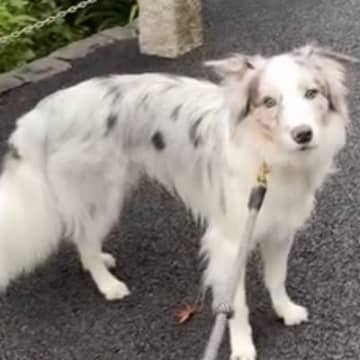 世界一賢いと言われる犬種に『新しい言葉』を教えた結果→予想を超える『驚きの行動』に絶賛「人間より頭いい」「案内するの天才」と46万再生