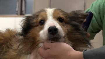相葉雅紀とSixTONES・森本慎太郎が感情のない保護犬のトリミングに挑戦…2人の懸命な声かけに驚きの変化が